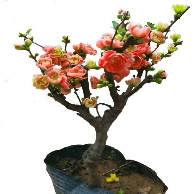 带花苞】海棠花盆栽树苗长寿冠庭院阳台花卉绿植盆景老桩四季