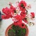 带花苞】海棠花盆栽树苗长寿冠庭院阳台花卉绿植盆景老桩四季