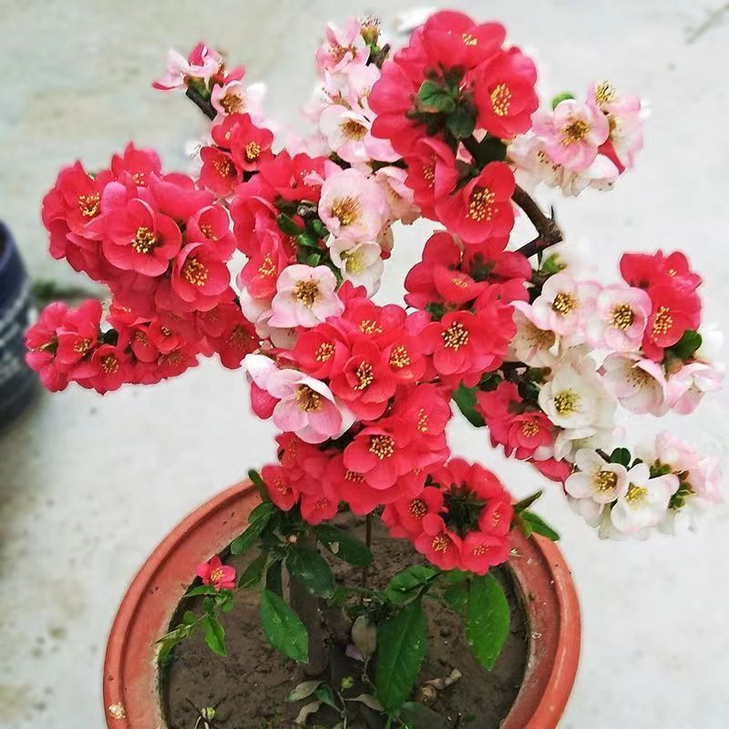 带花苞】海棠花盆栽树苗长寿冠庭院阳台花卉绿植盆景老桩四季