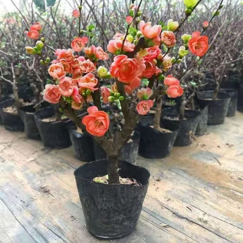 带花苞】海棠花盆栽树苗长寿冠庭院阳台花卉绿植盆景老桩四季