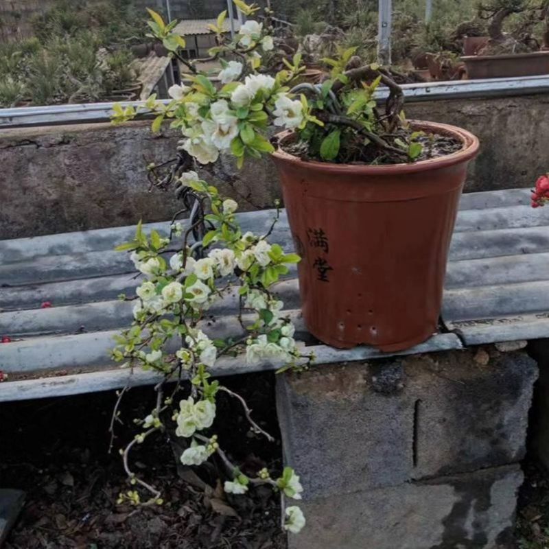 带花苞】海棠花盆栽树苗长寿冠庭院阳台花卉绿植盆景老桩四季