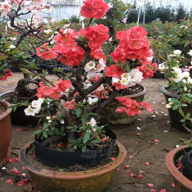 带花苞】海棠花盆栽树苗长寿冠庭院阳台花卉绿植盆景老桩四季