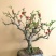 带花苞】海棠花盆栽树苗长寿冠庭院阳台花卉绿植盆景老桩四季