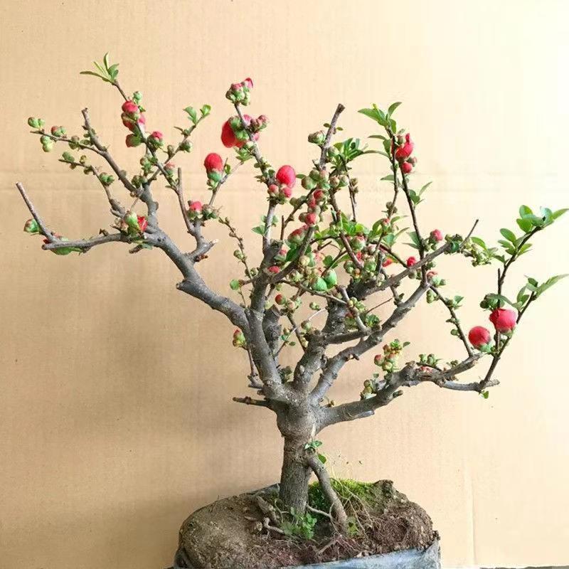 带花苞】海棠花盆栽树苗长寿冠庭院阳台花卉绿植盆景老桩四季