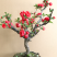 带花苞】海棠花盆栽树苗长寿冠庭院阳台花卉绿植盆景老桩四季
