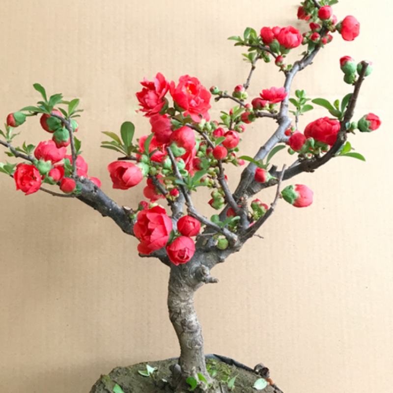 带花苞】海棠花盆栽树苗长寿冠庭院阳台花卉绿植盆景老桩四季