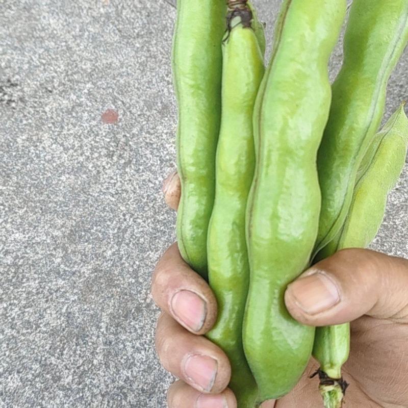 如东大豆大量有货