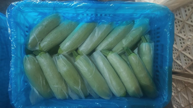 全国精品西葫芦专营
