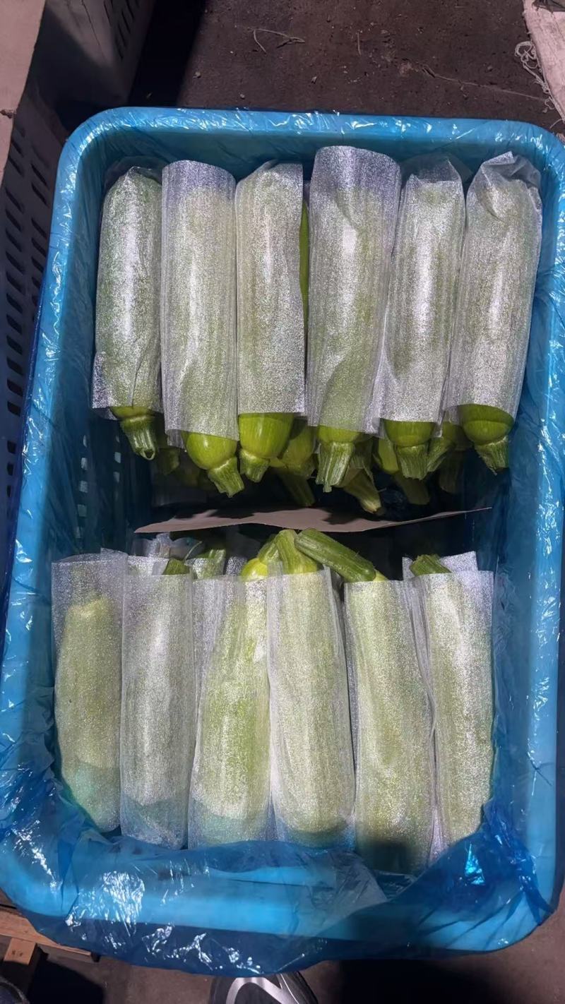 全国精品西葫芦专营