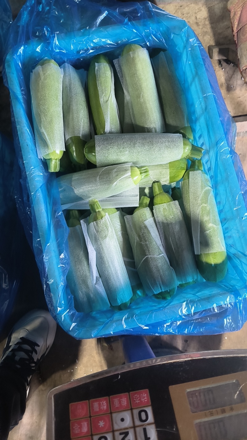 全国精品西葫芦专营