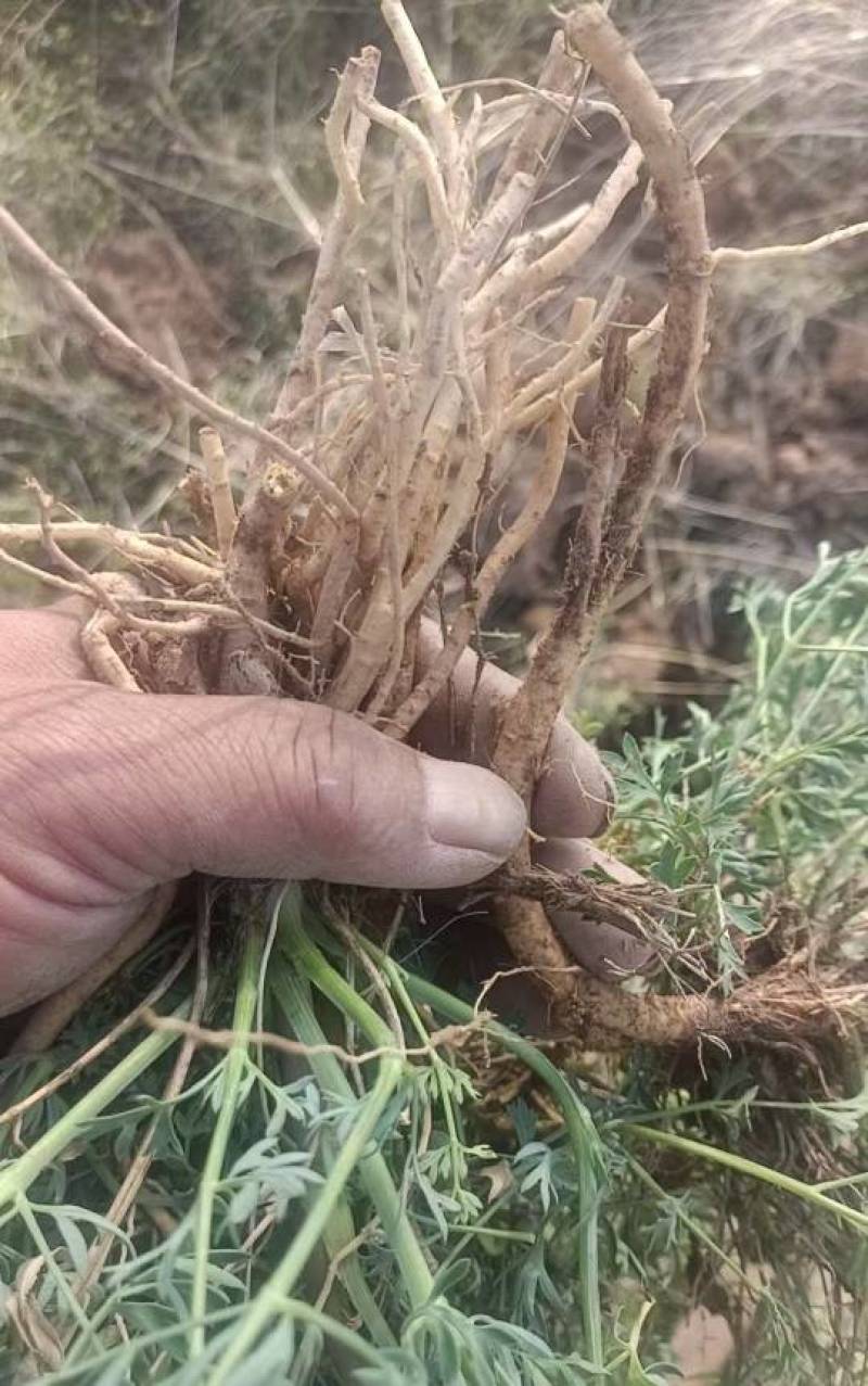 中药材防风包邮特级野生北防风新货袋装当天发货