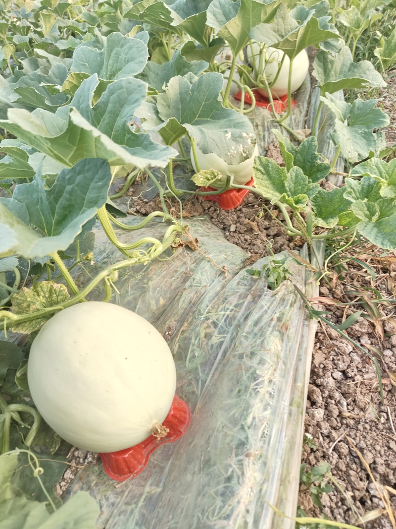 冰淇淋玉菇甜瓜，17个糖起步！软儒香甜