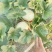 冰淇淋玉菇甜瓜，17个糖起步！软儒香甜