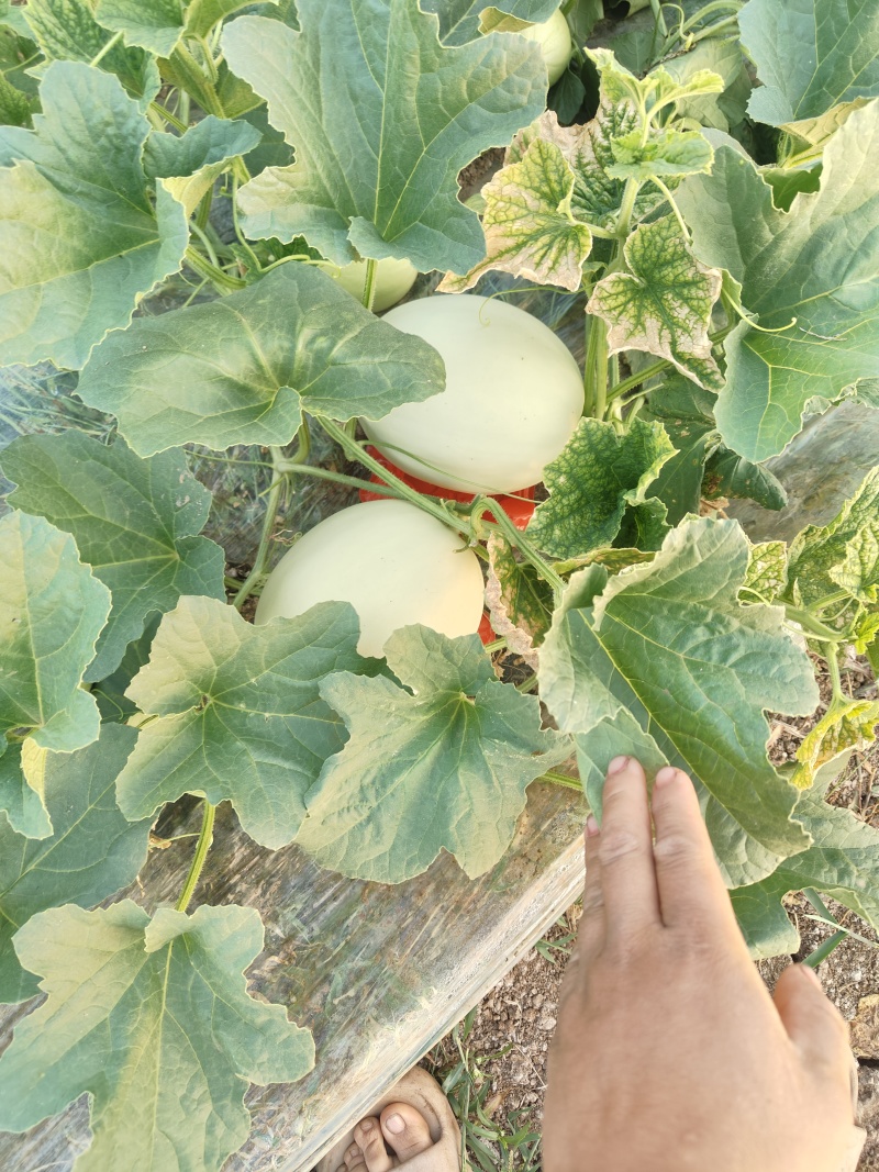 冰淇淋玉菇甜瓜，17个糖起步！软儒香甜