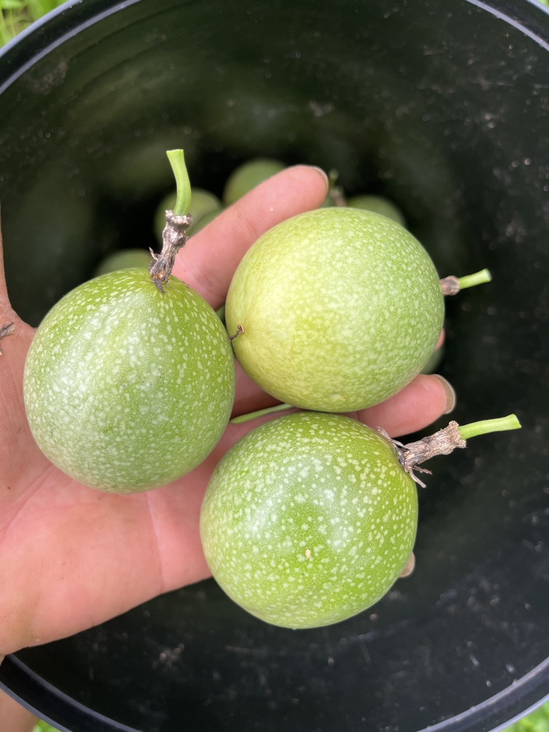 钦蜜九号黄金百香果，纯甜无酸，电商代发，市场直发。