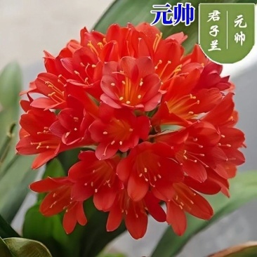 君子兰花盆栽大苗室内当年开花圆叶君子兰四季常青植物蝴蝶花