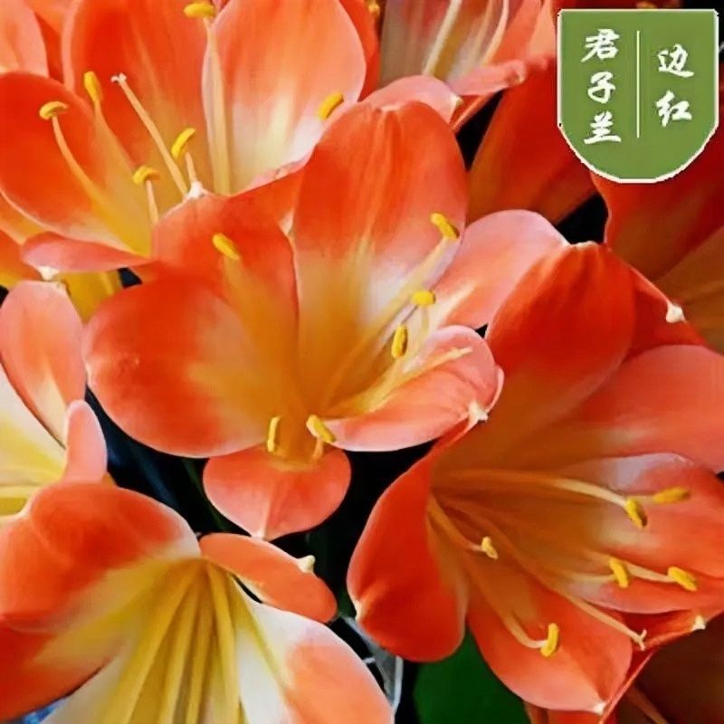 君子兰花盆栽大苗室内当年开花圆叶君子兰四季常青植物蝴蝶花