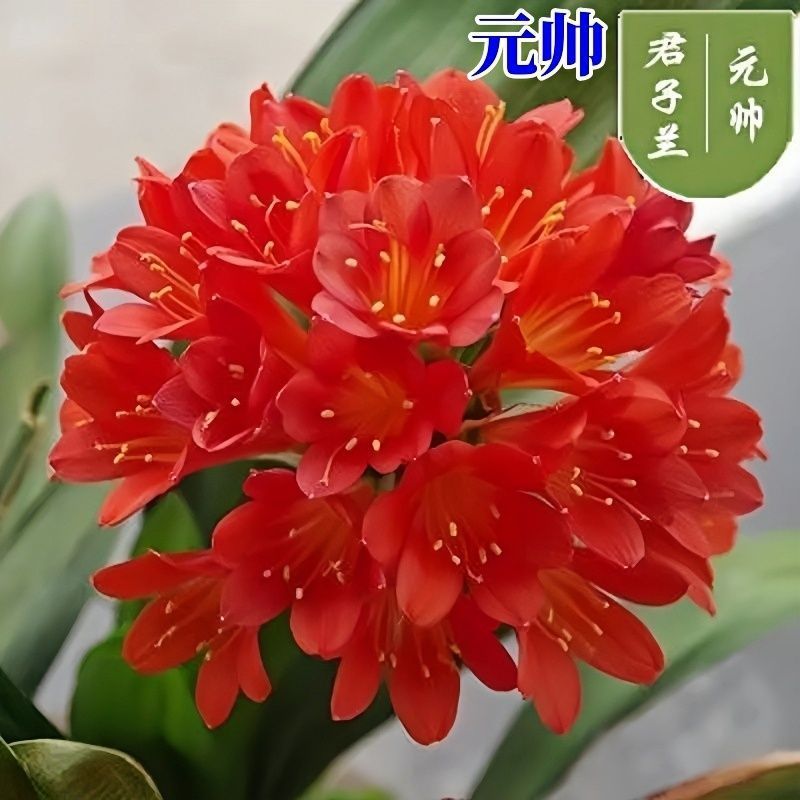 君子兰花盆栽大苗室内当年开花圆叶君子兰四季常青植物蝴蝶花