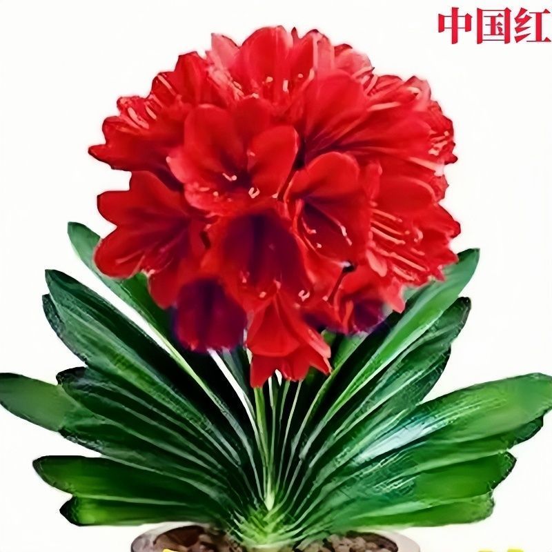 君子兰花盆栽大苗室内当年开花圆叶君子兰四季常青植物蝴蝶花