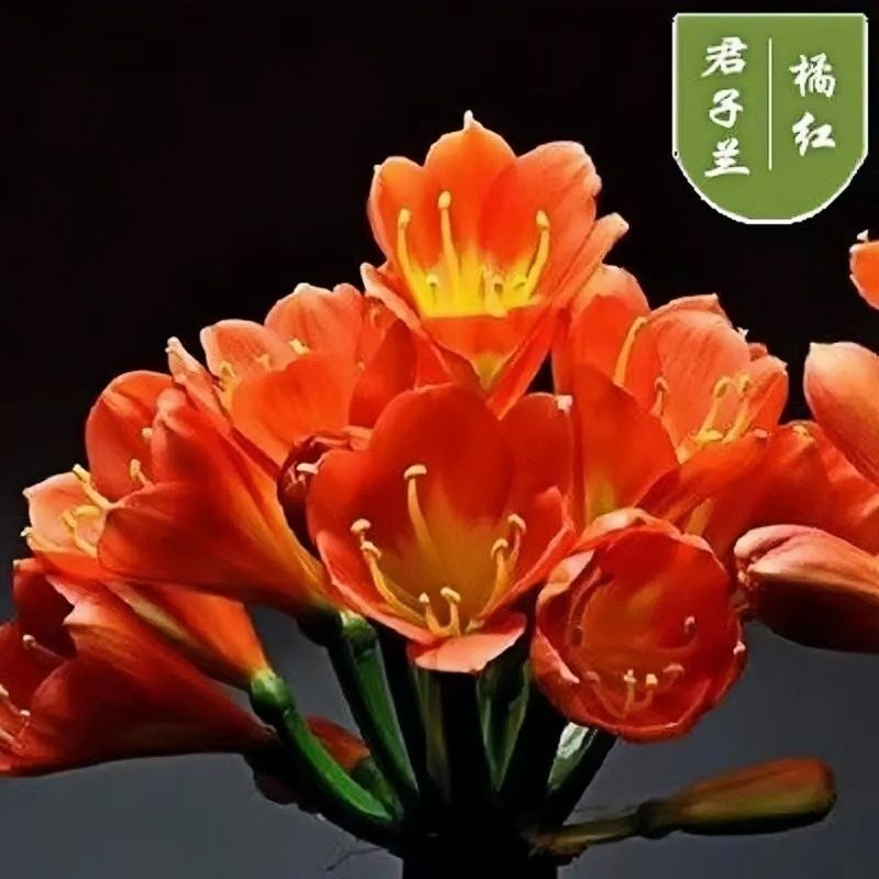君子兰花盆栽大苗室内当年开花圆叶君子兰四季常青植物蝴蝶花
