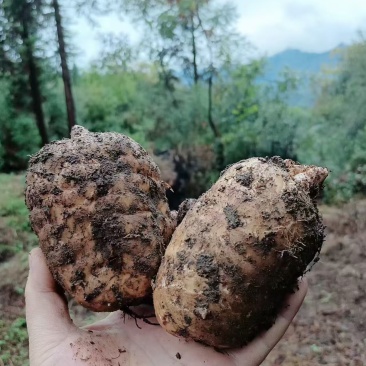 小草坝野生天麻