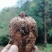 小草坝野生天麻