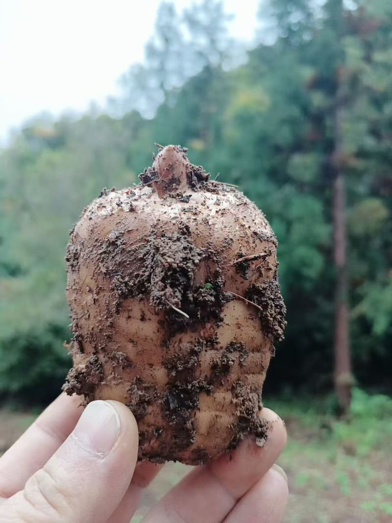 小草坝野生天麻