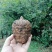 小草坝野生天麻