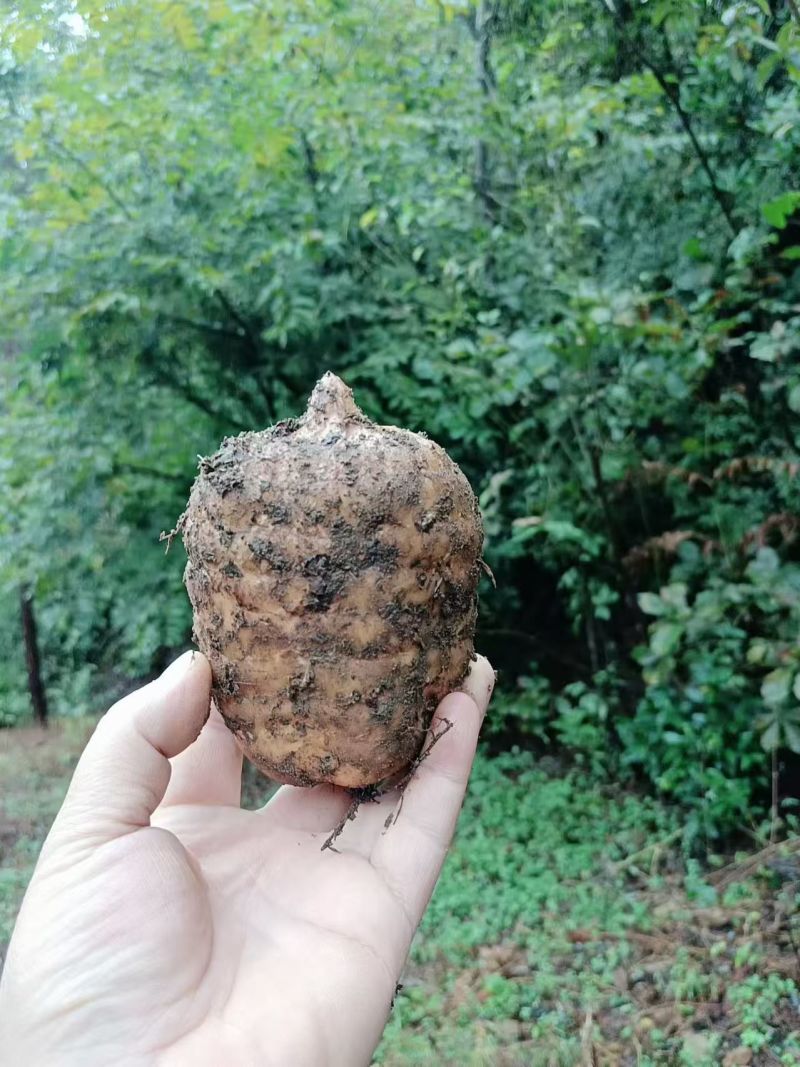 小草坝野生天麻