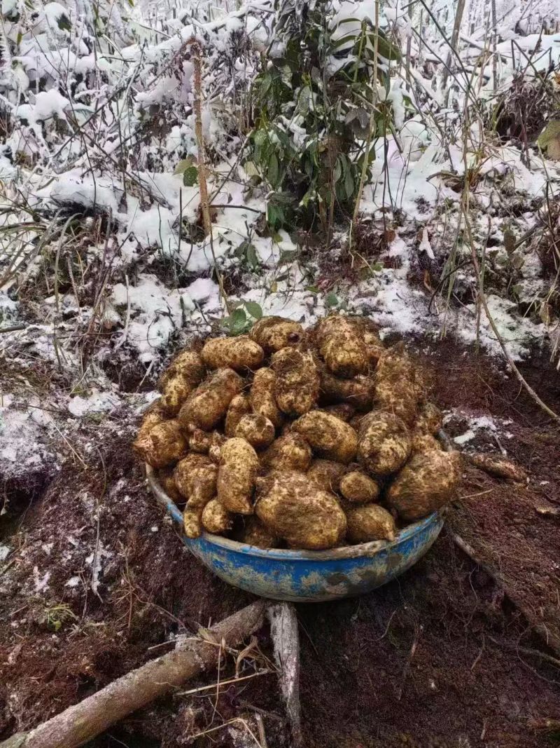 小草坝野生天麻