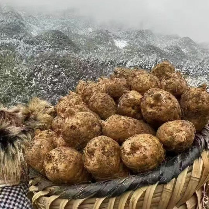小草坝野生天麻