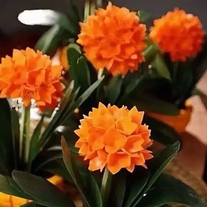 君子兰花盆栽大苗室内当年开花圆叶君子兰四季常青植物蝴蝶花