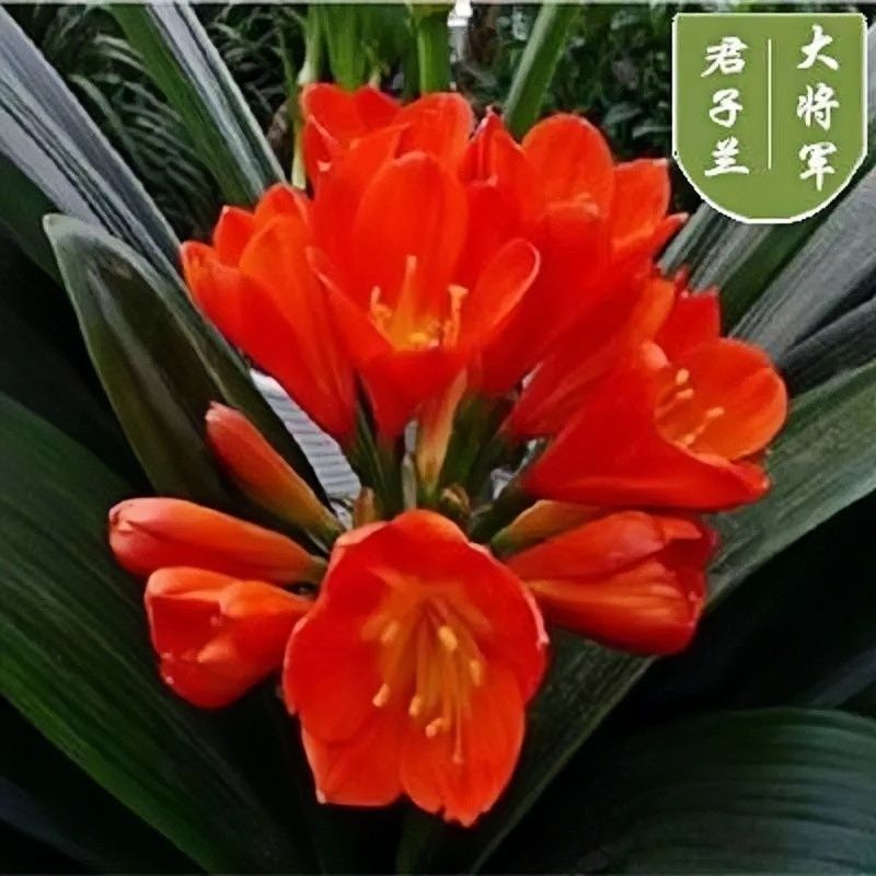 君子兰花盆栽大苗室内当年开花圆叶君子兰四季常青植物蝴蝶花