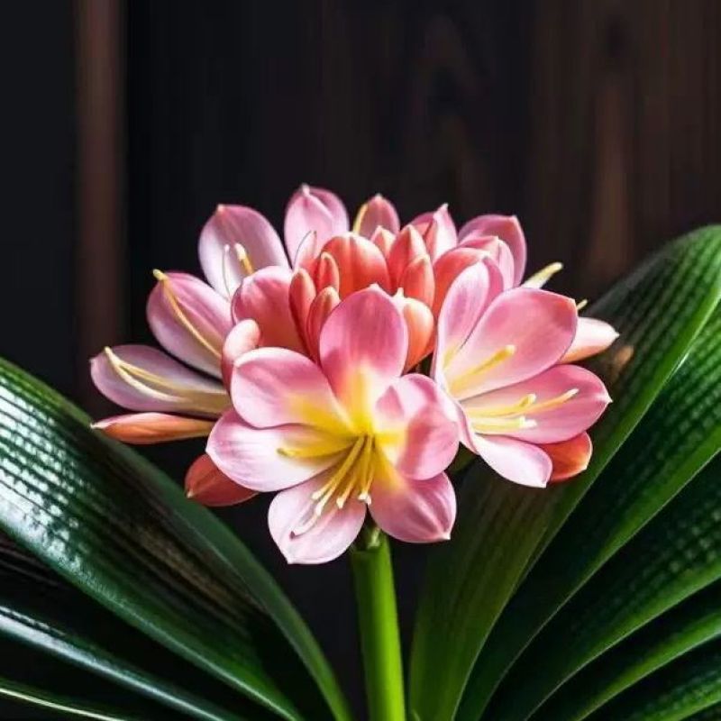 君子兰花盆栽大苗室内当年开花圆叶君子兰四季常青植物蝴蝶花