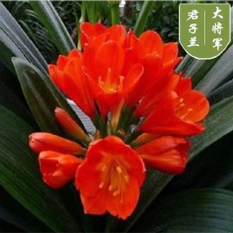 君子兰花盆栽大苗室内当年开花圆叶君子兰四季常青植物蝴蝶花