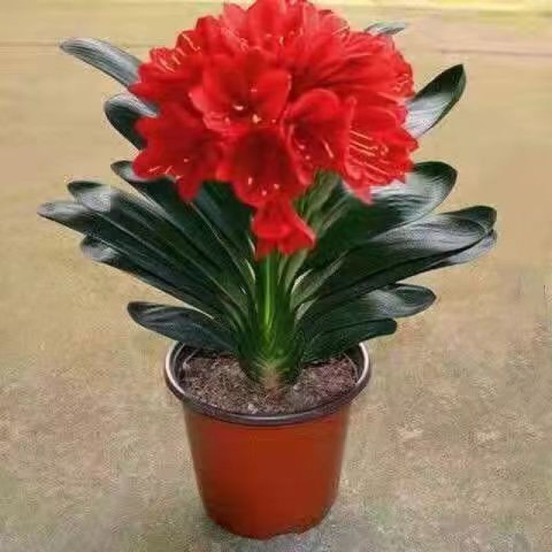 君子兰花盆栽大苗室内当年开花圆叶君子兰四季常青植物蝴蝶花