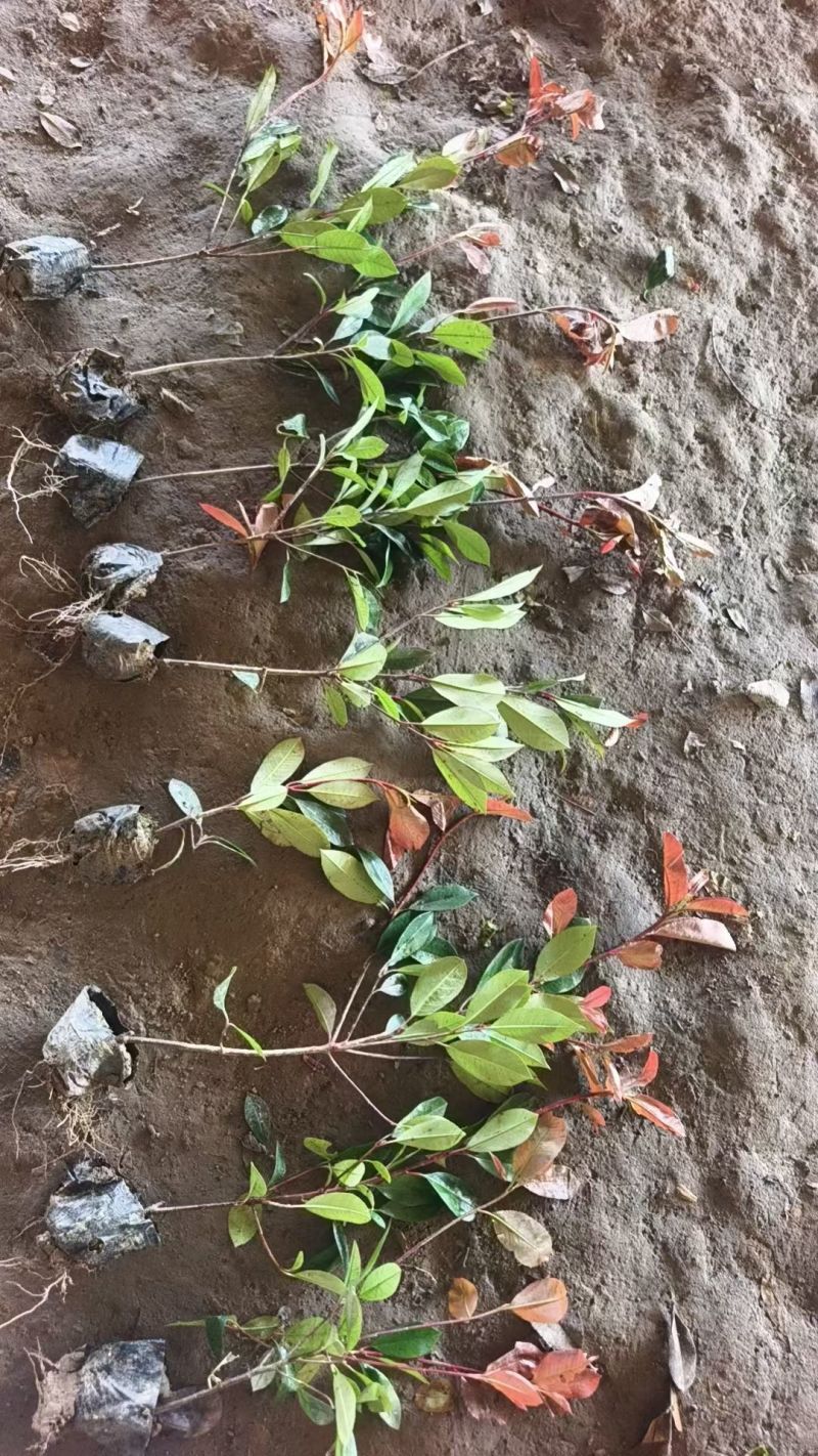 江苏红叶石楠小杯，大杯石楠苗规格齐全苗圃直销基地直发