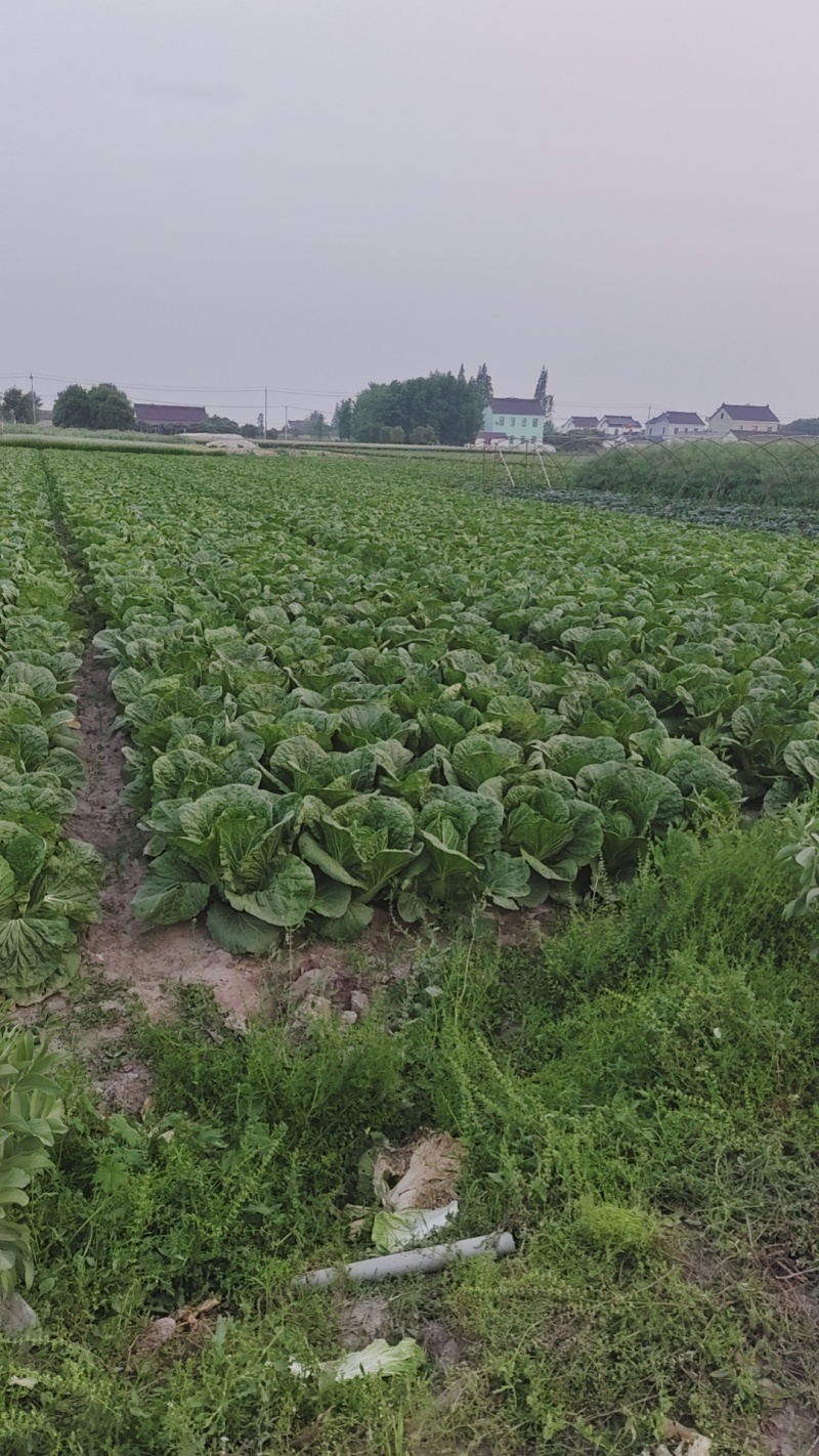 黄心大白菜，江苏白菜，产地直发，保质保量带发全国，量大