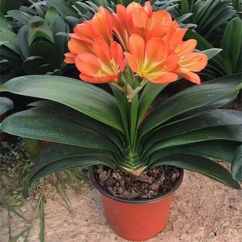 君子兰花盆栽大苗室内当年开花圆叶君子兰四季常青植物蝴蝶花