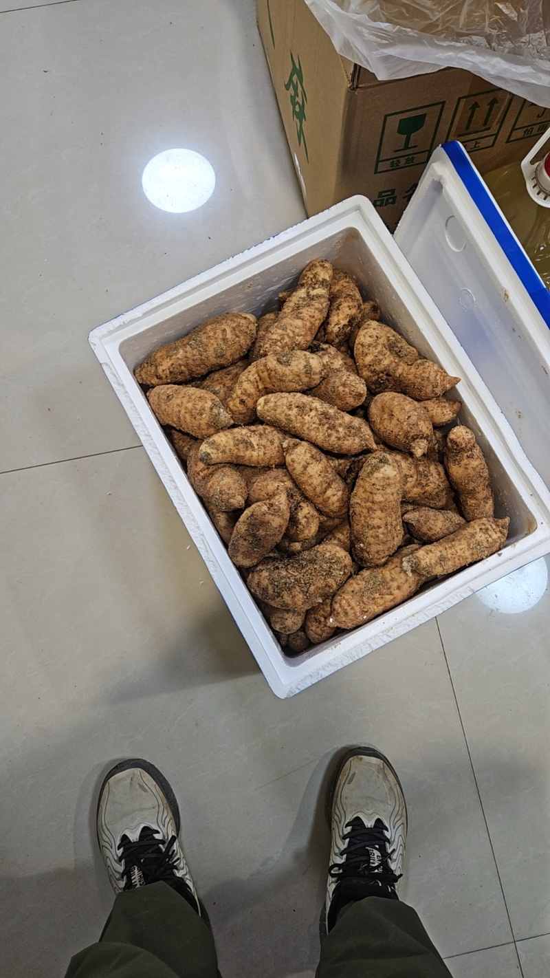 大别山乌红杂交天麻，红天麻，常年有货，自产自销