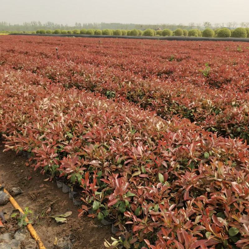 江苏红叶石楠大杯苗，小杯苗规格齐全苗圃直销基地直发