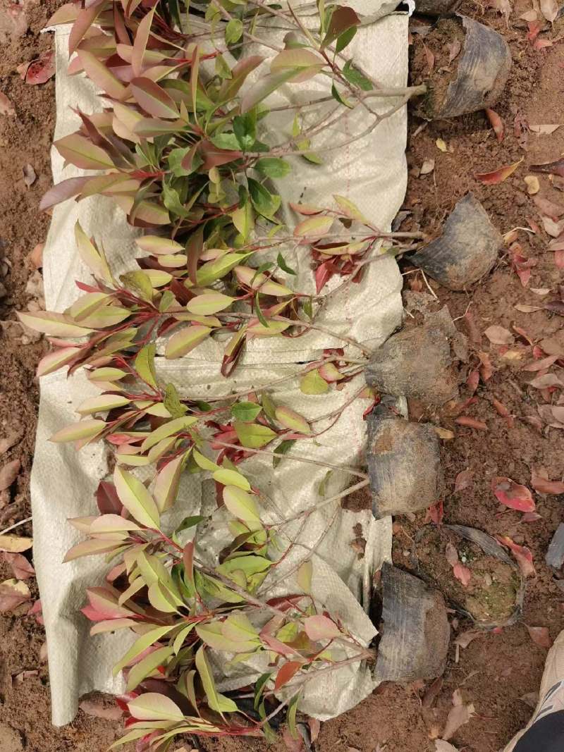江苏红叶石楠大杯苗，小杯苗规格齐全苗圃直销基地直发