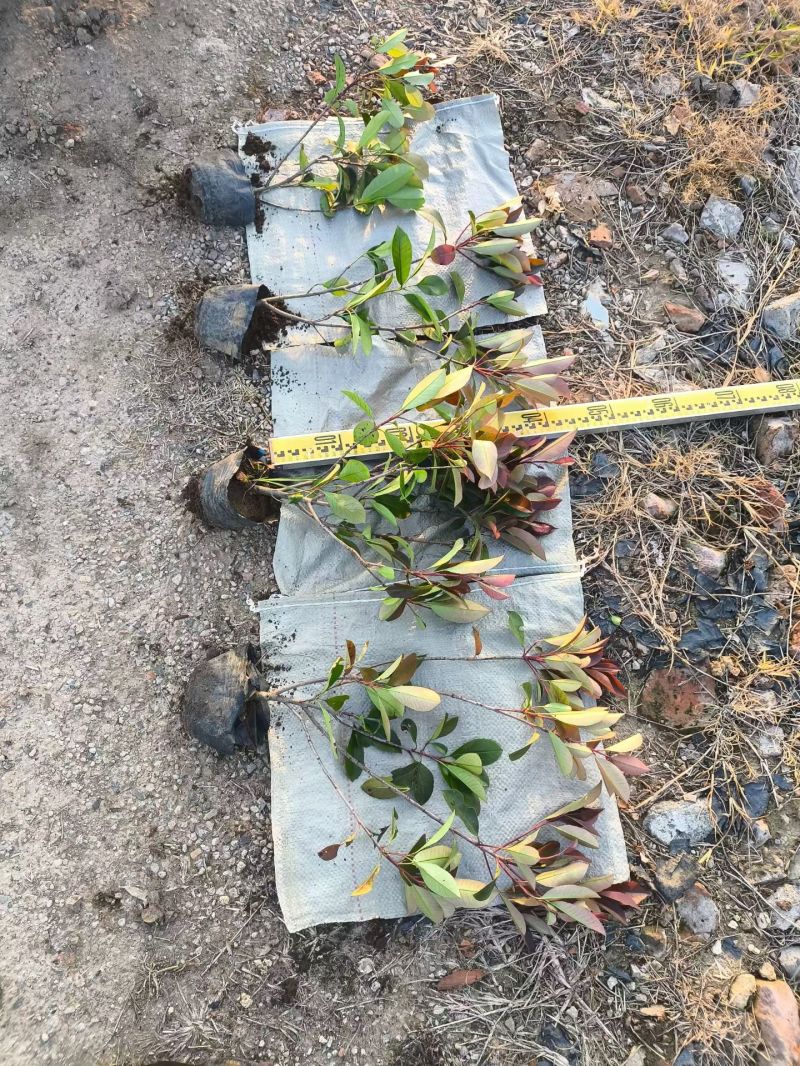 江苏红叶石楠大杯苗，小杯苗规格齐全苗圃直销基地直发