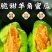 精品羊角蜜甜瓜产地一手货源全国发货量大价优欢迎随时联系