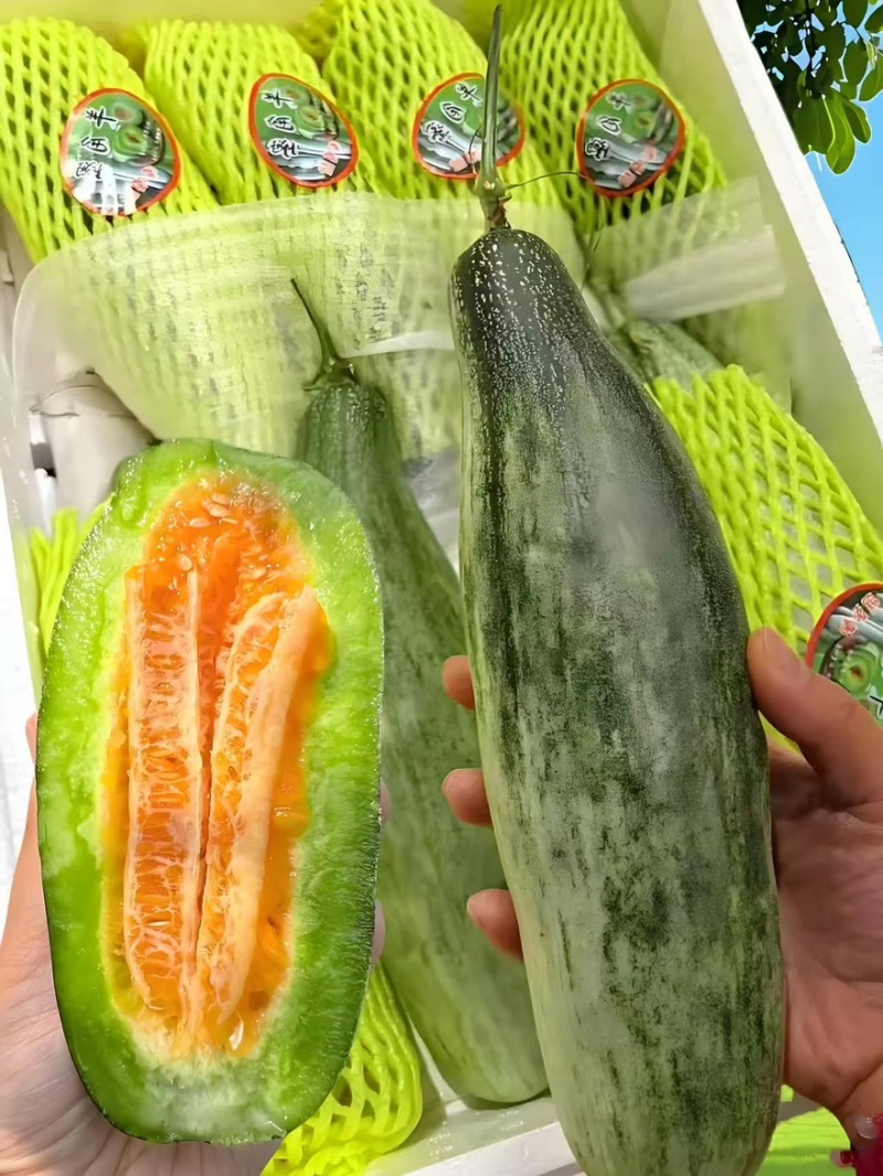 精品羊角蜜甜瓜产地一手货源全国发货量大价优欢迎随时联系