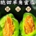 精品羊角蜜甜瓜产地一手货源全国发货量大价优欢迎随时联系