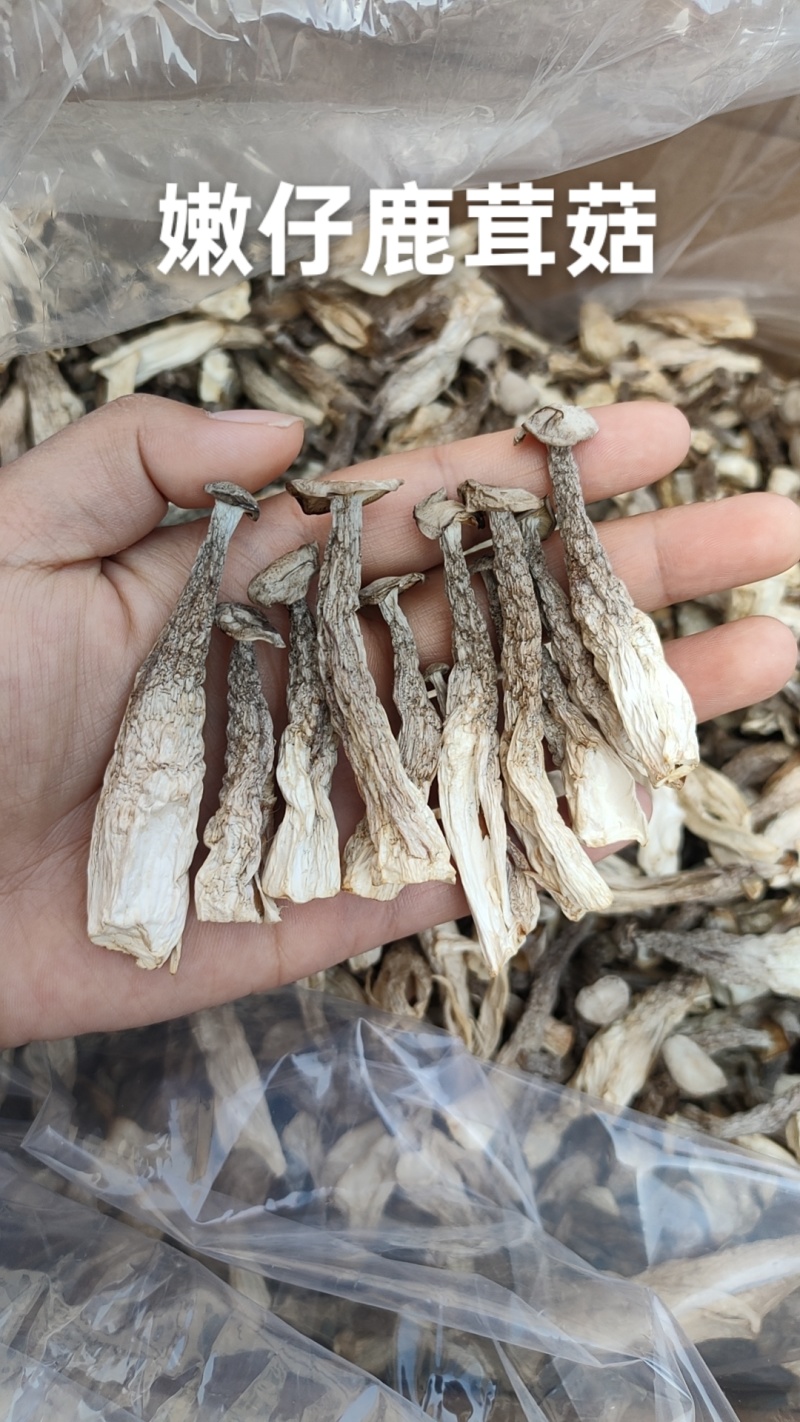 包邮【净重发货】鹿茸菇干货煲汤炖汤食材***家用菌类