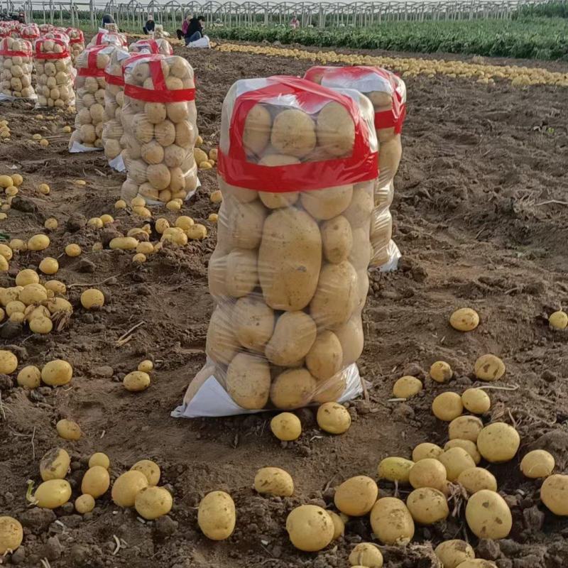 精品土豆沃土实验一等，品种齐全，量大从优，可视频看货