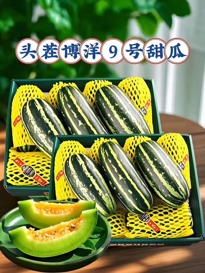 精品博洋9号甜瓜产地一手货源全国发货量大价优欢迎随时联系