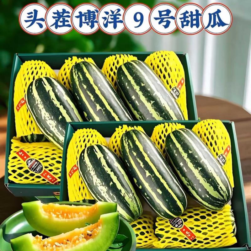 精品博洋9号甜瓜产地一手货源全国发货量大价优欢迎随时联系